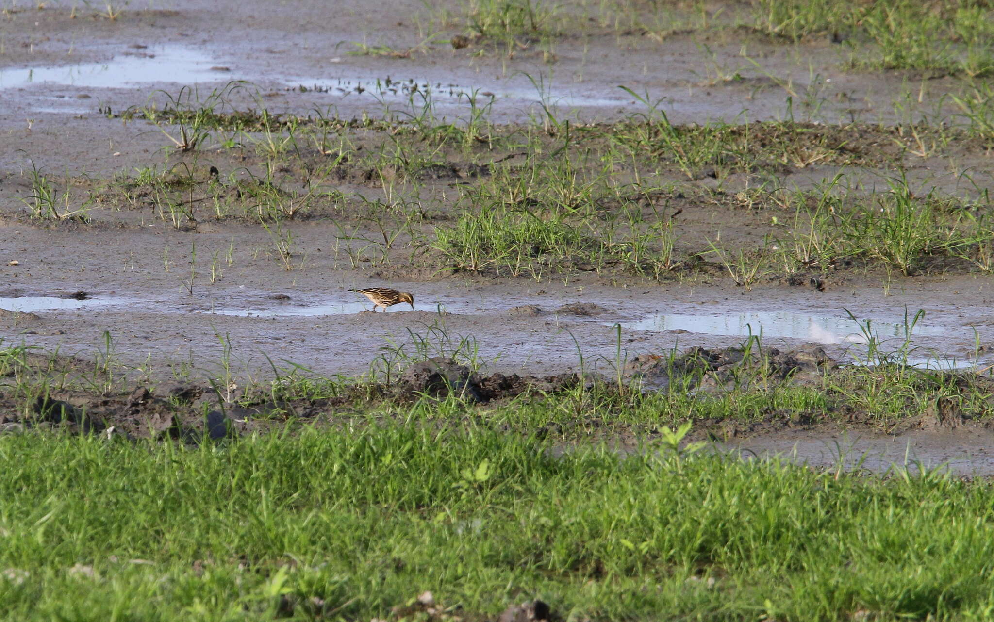 Image of Rosy Pipit