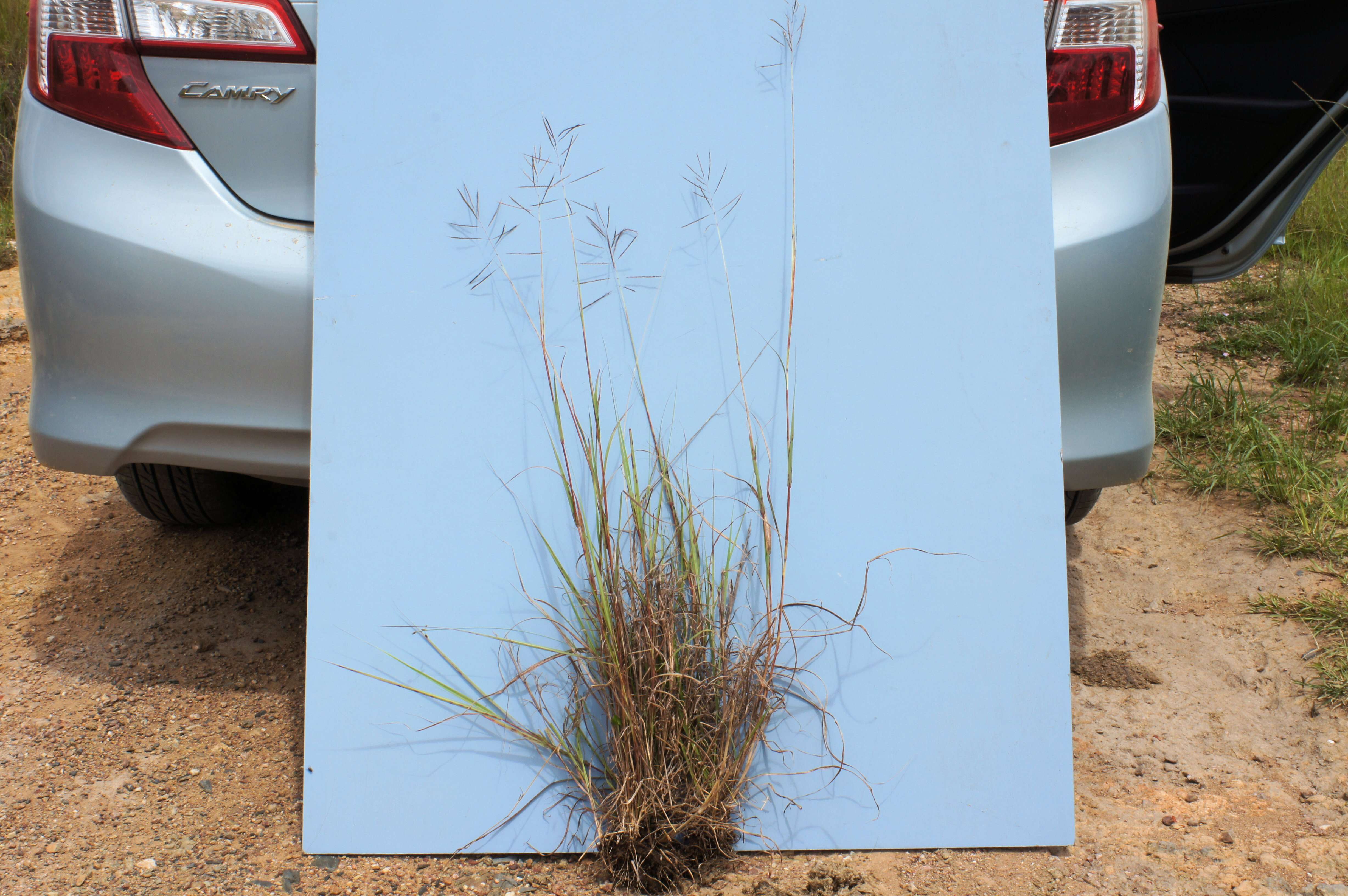 Image of Caucasian bluestem