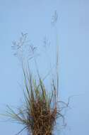 Image of Caucasian bluestem