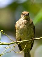 Image of Asian Red-eyed Bulbul