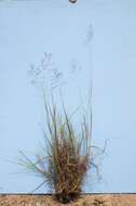 Image of Caucasian bluestem