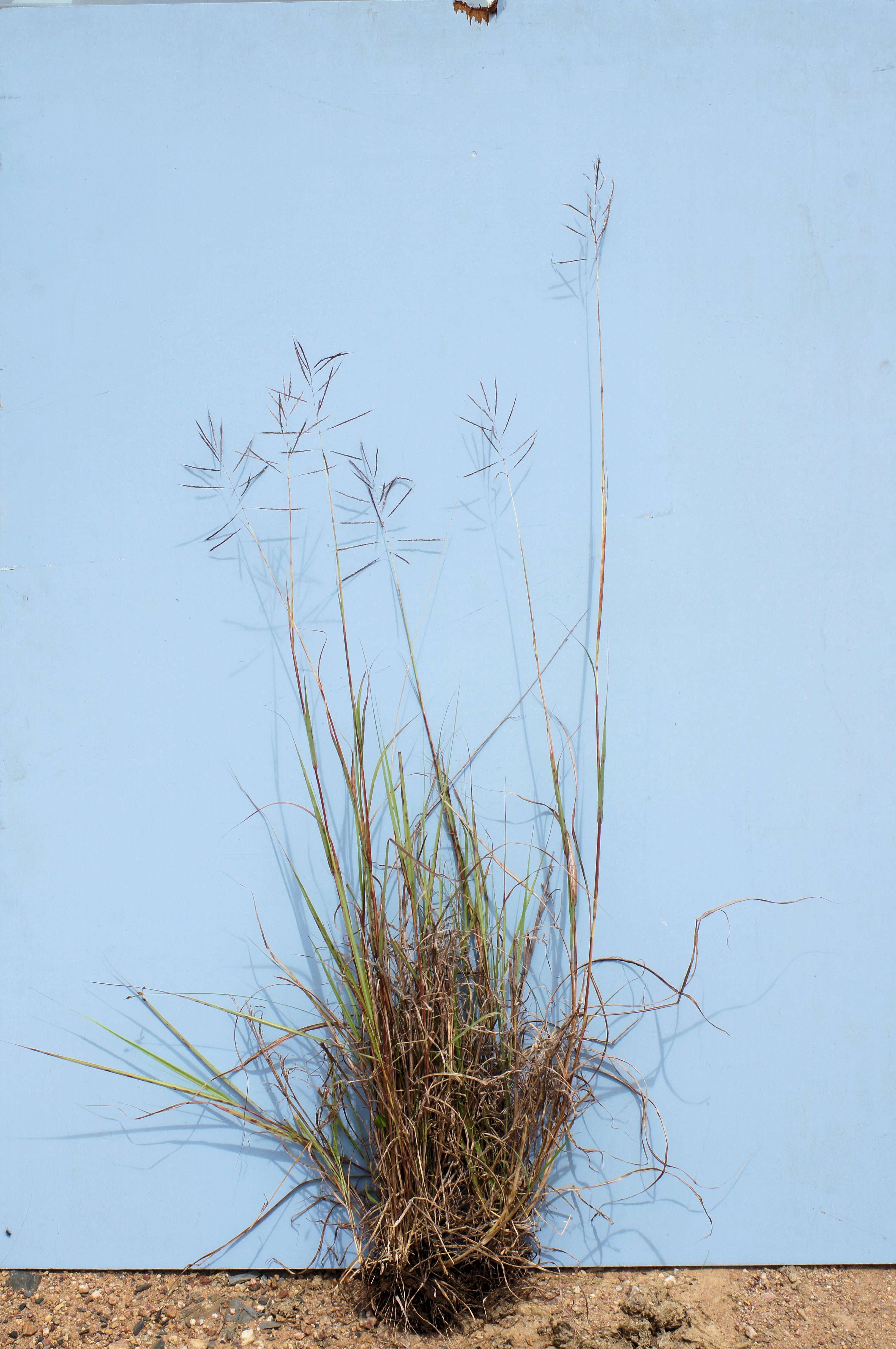 صورة Bothriochloa bladhii (Retz.) S. T. Blake