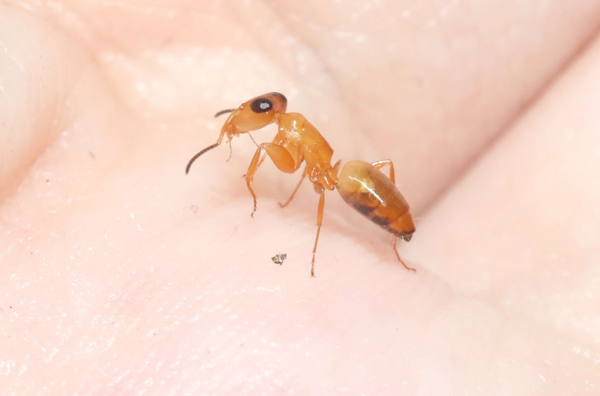 Image de Opisthopsis jocosus Wheeler 1918