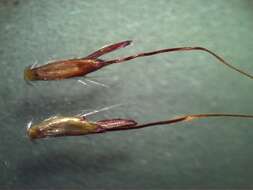 Image of Caucasian bluestem