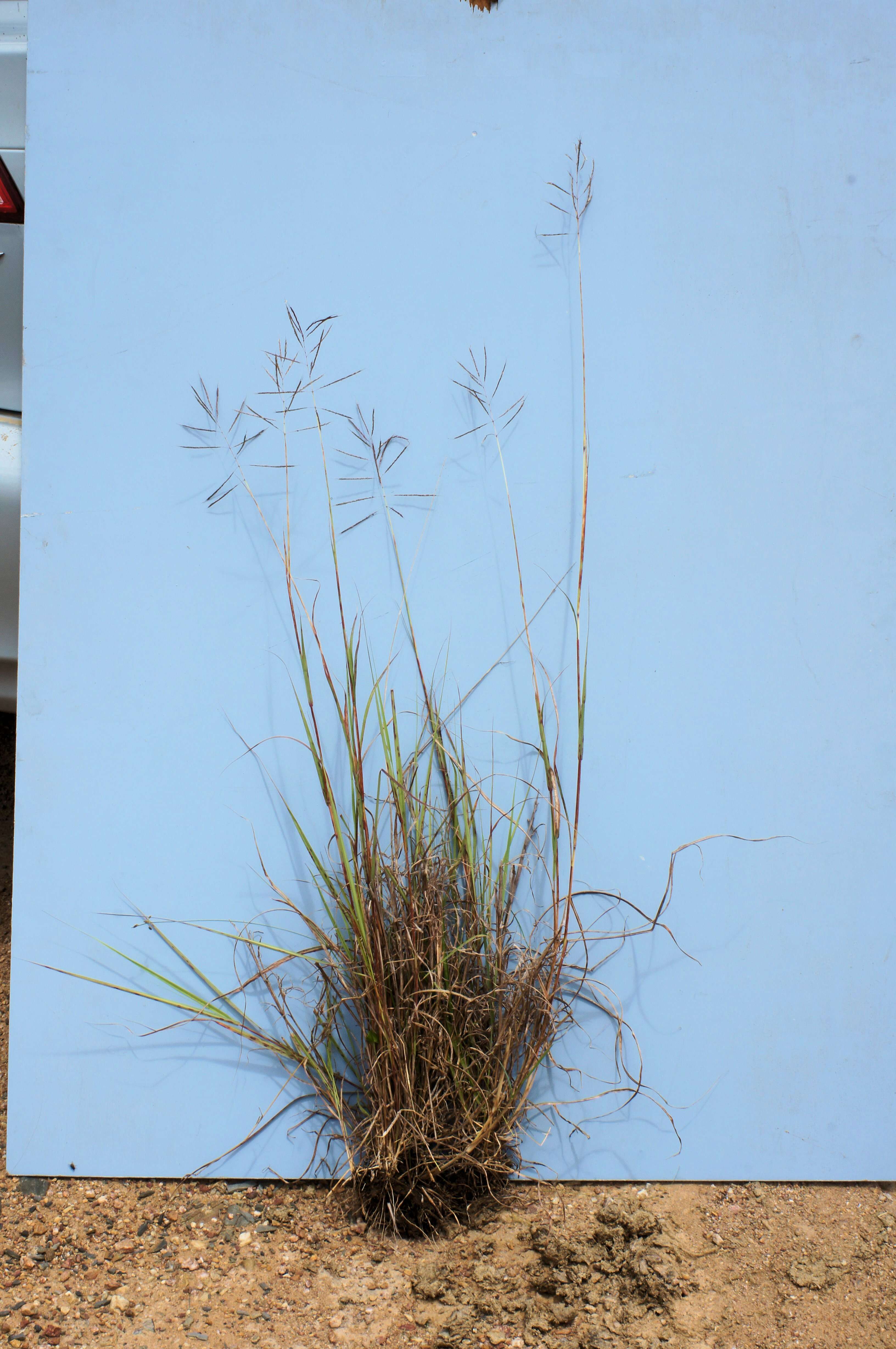 Image of Caucasian bluestem