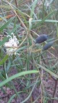 Imagem de Grevillea linearifolia (Cav.) Druce