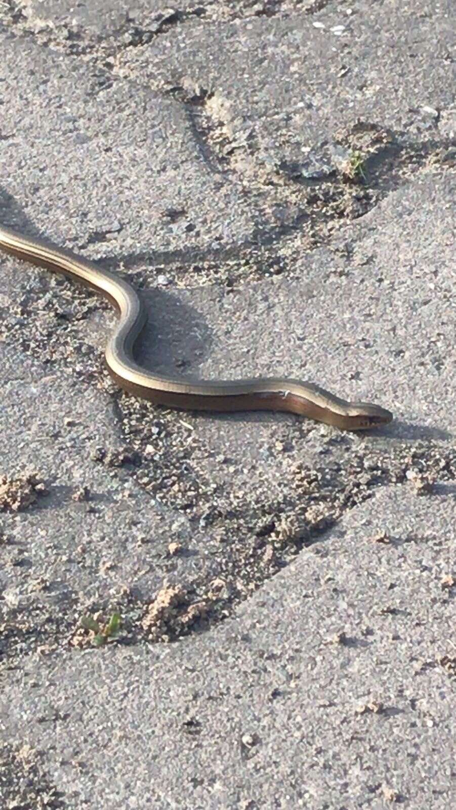 Image of Yacupoi Worm Lizard