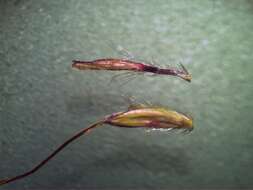 Image of Caucasian bluestem