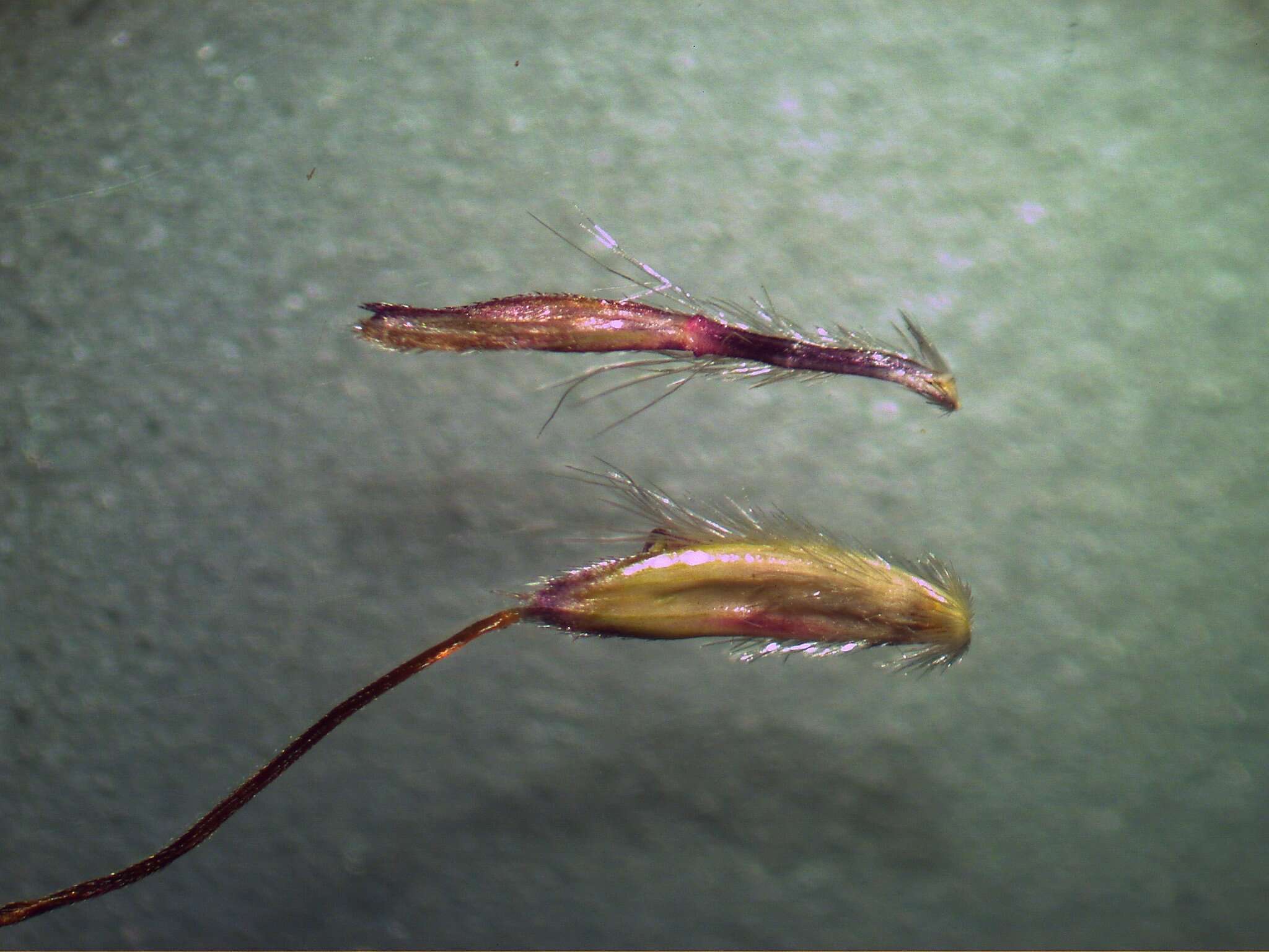 Image of Caucasian bluestem