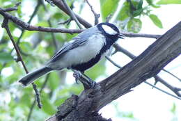 Image of Parus major intermedius Zarudny 1890