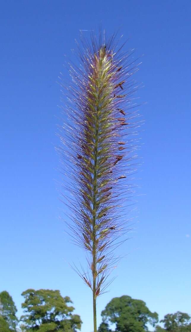 Imagem de Pennisetum alopecuroides