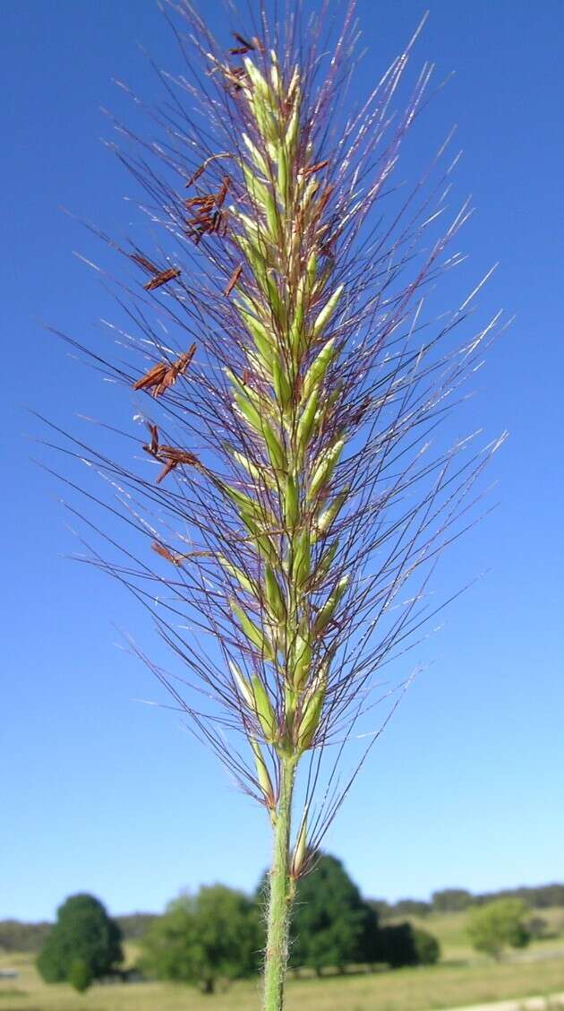 Imagem de Pennisetum alopecuroides