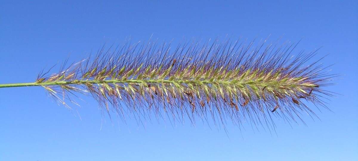 Imagem de Pennisetum alopecuroides