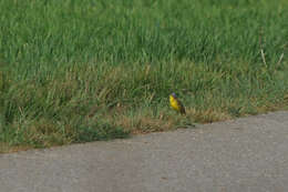 Motacilla flava flava Linnaeus 1758 resmi