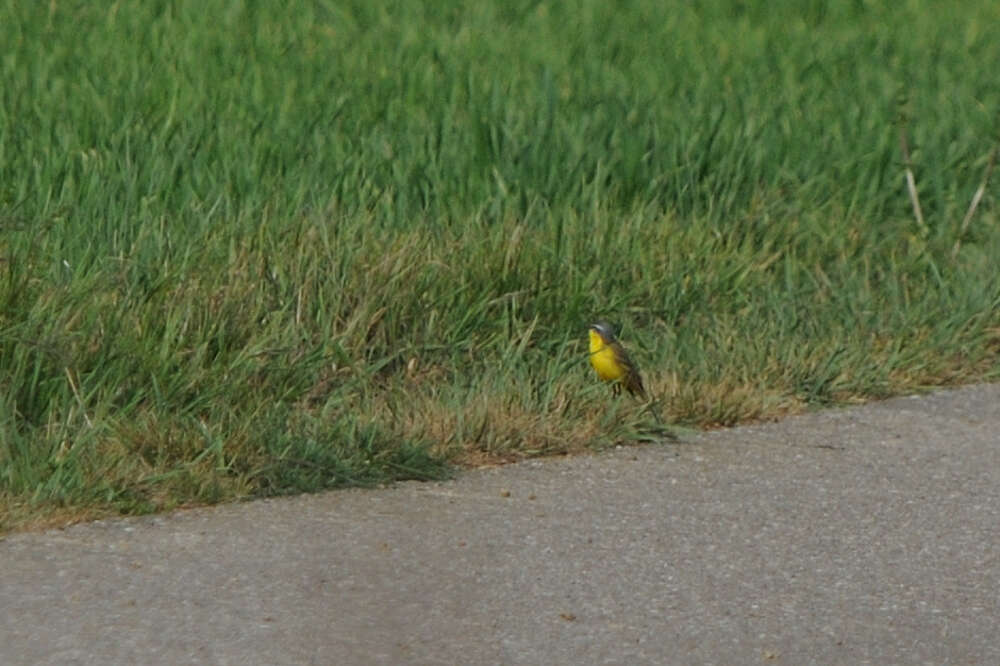 Motacilla flava flava Linnaeus 1758 resmi