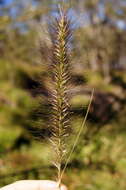 Imagem de Pennisetum alopecuroides