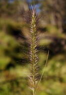 Imagem de Pennisetum alopecuroides