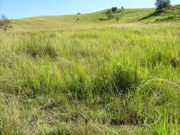 Imagem de Pennisetum alopecuroides