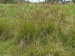 Imagem de Pennisetum alopecuroides