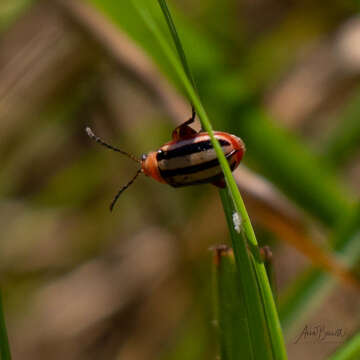 Image of Disonycha leptolineata Blatchley 1917