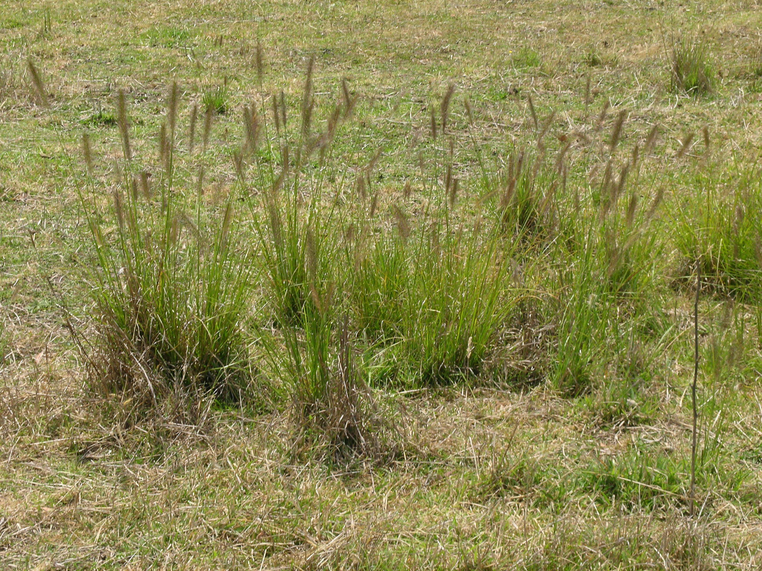 Imagem de Pennisetum alopecuroides