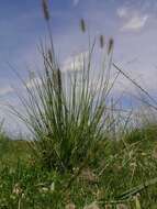 Imagem de Pennisetum alopecuroides