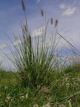 Imagem de Pennisetum alopecuroides