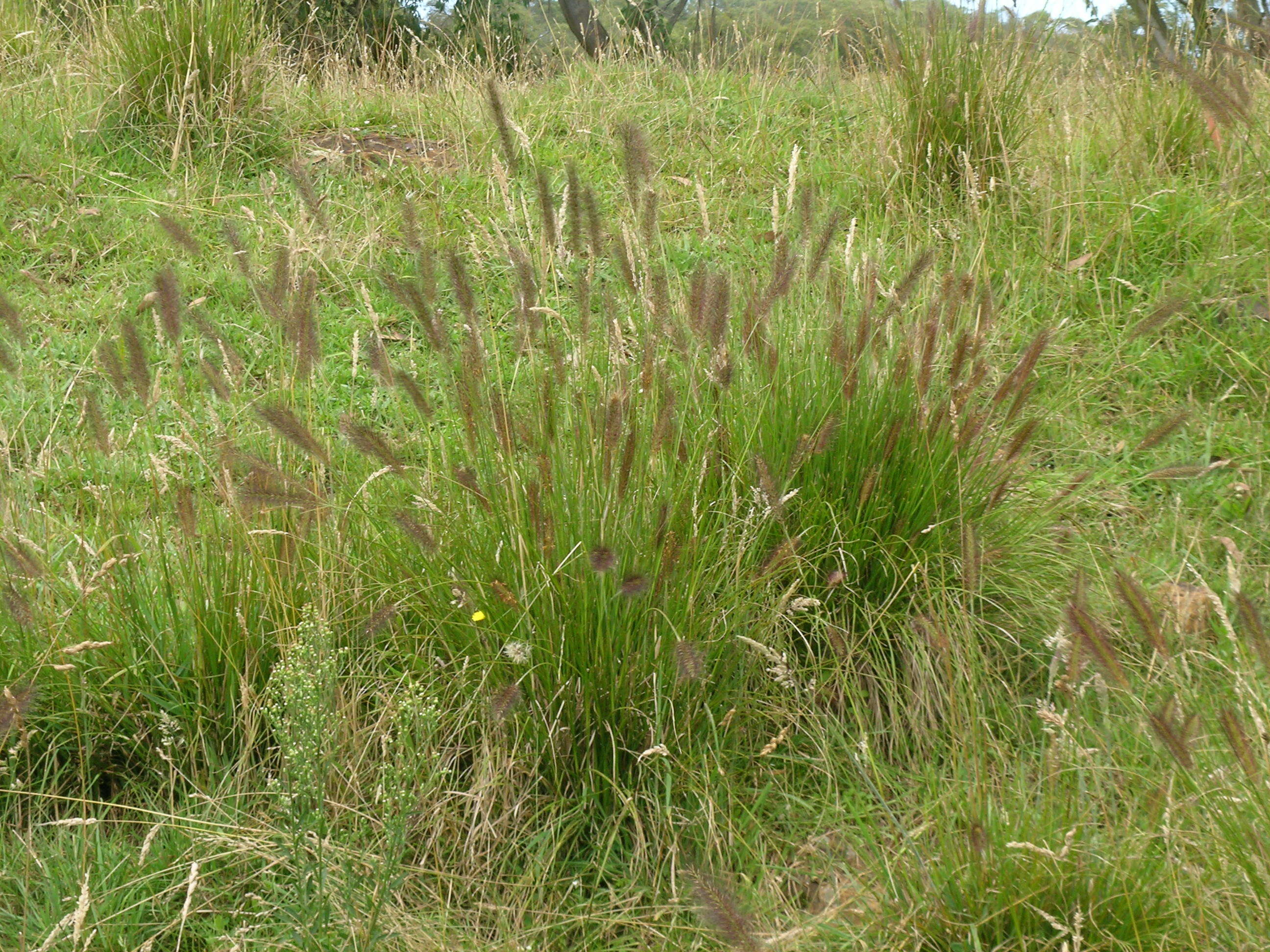 Imagem de Pennisetum alopecuroides