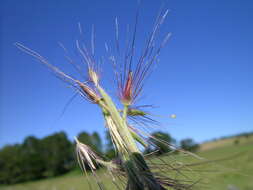 Imagem de Pennisetum alopecuroides