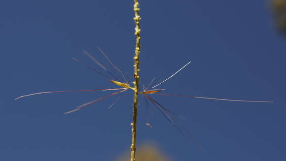 Imagem de Pennisetum alopecuroides