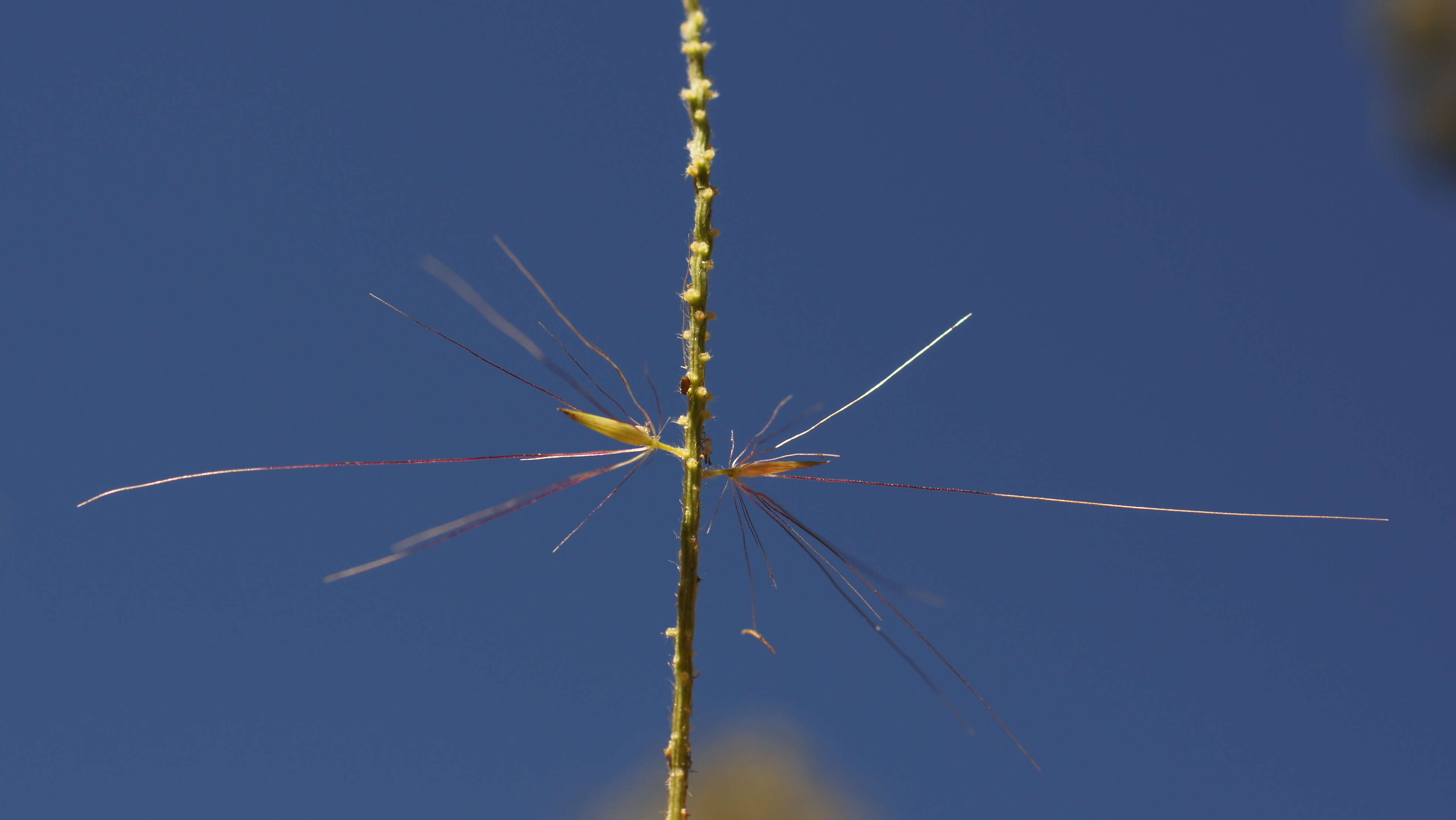 Imagem de Pennisetum alopecuroides