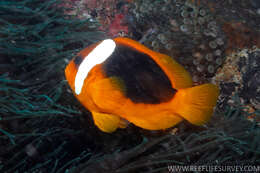 Image de Amphiprion rubrocinctus Richardson 1842