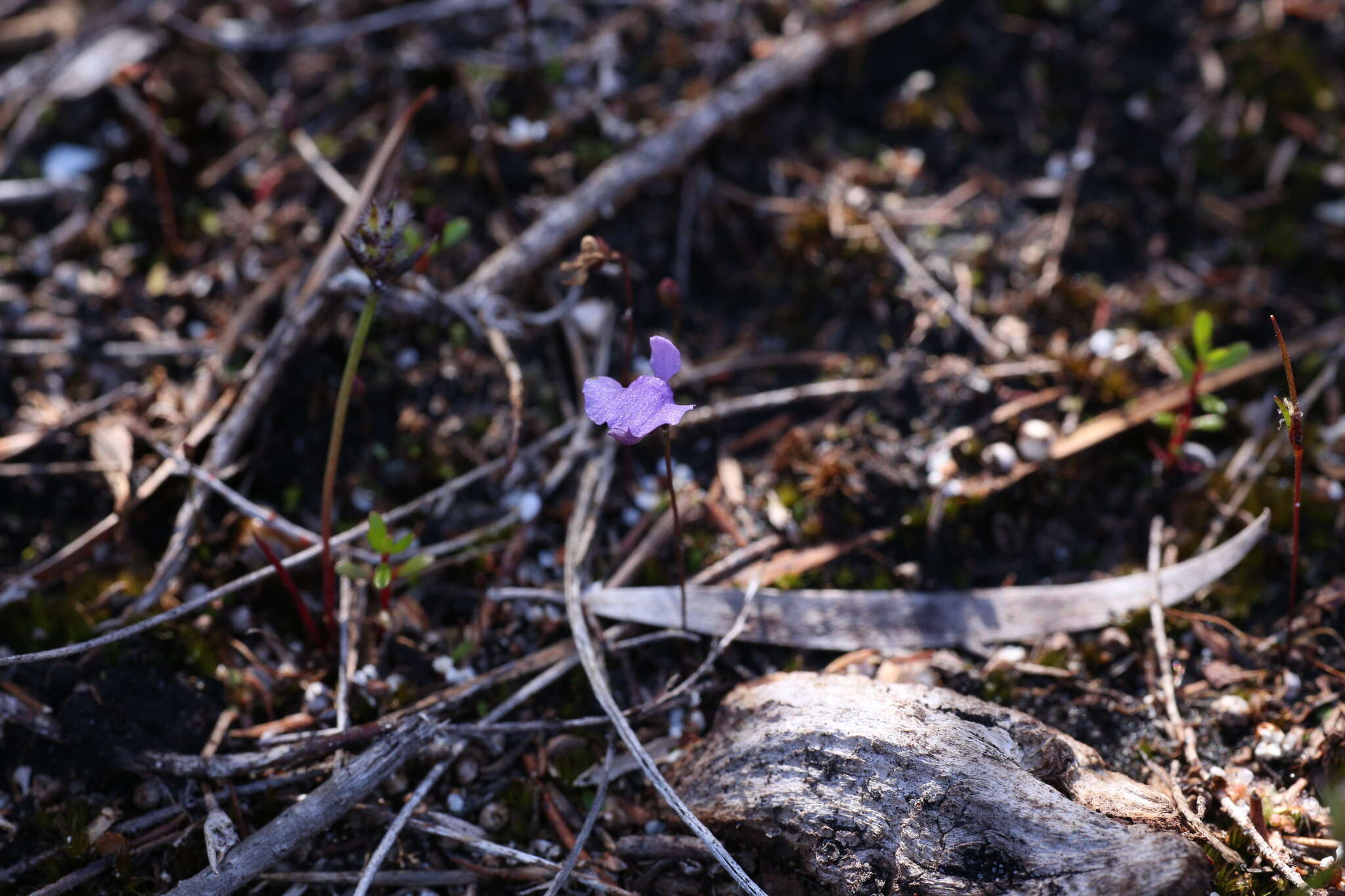 Image of Utricularia simplex R. Br.