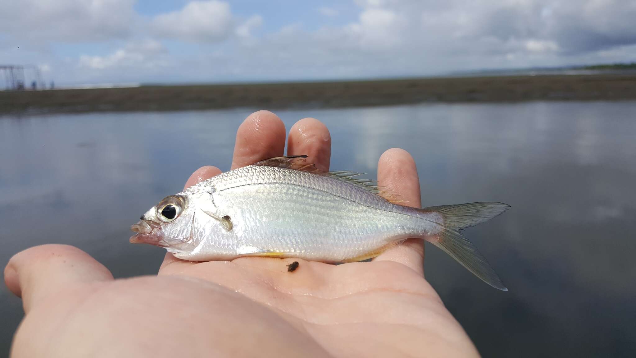 Sivun Eucinostomus currani Zahuranec 1980 kuva