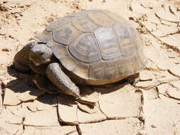 Image of desert tortoise