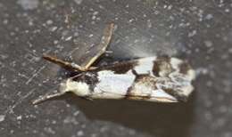 Image of Philenora chionastis Meyrick 1886