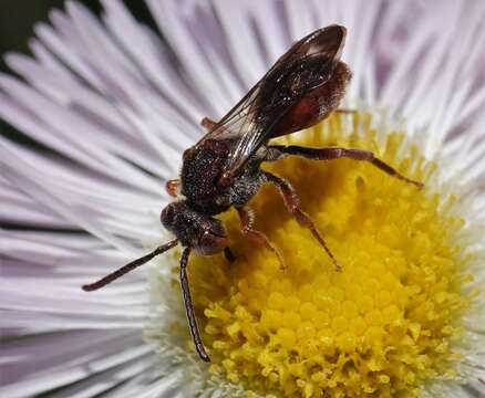 Image of Nomada articulata Smith 1854