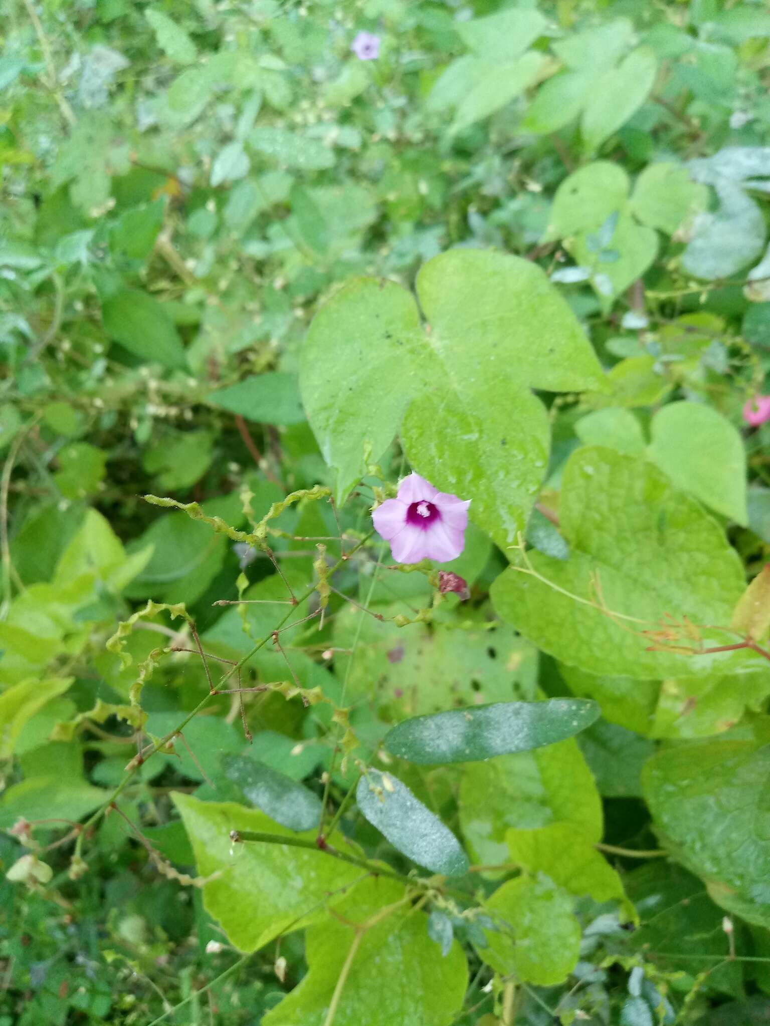 Plancia ëd Ipomoea triloba L.