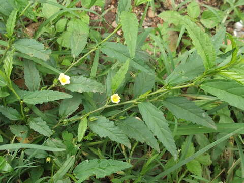 Image of common wireweed