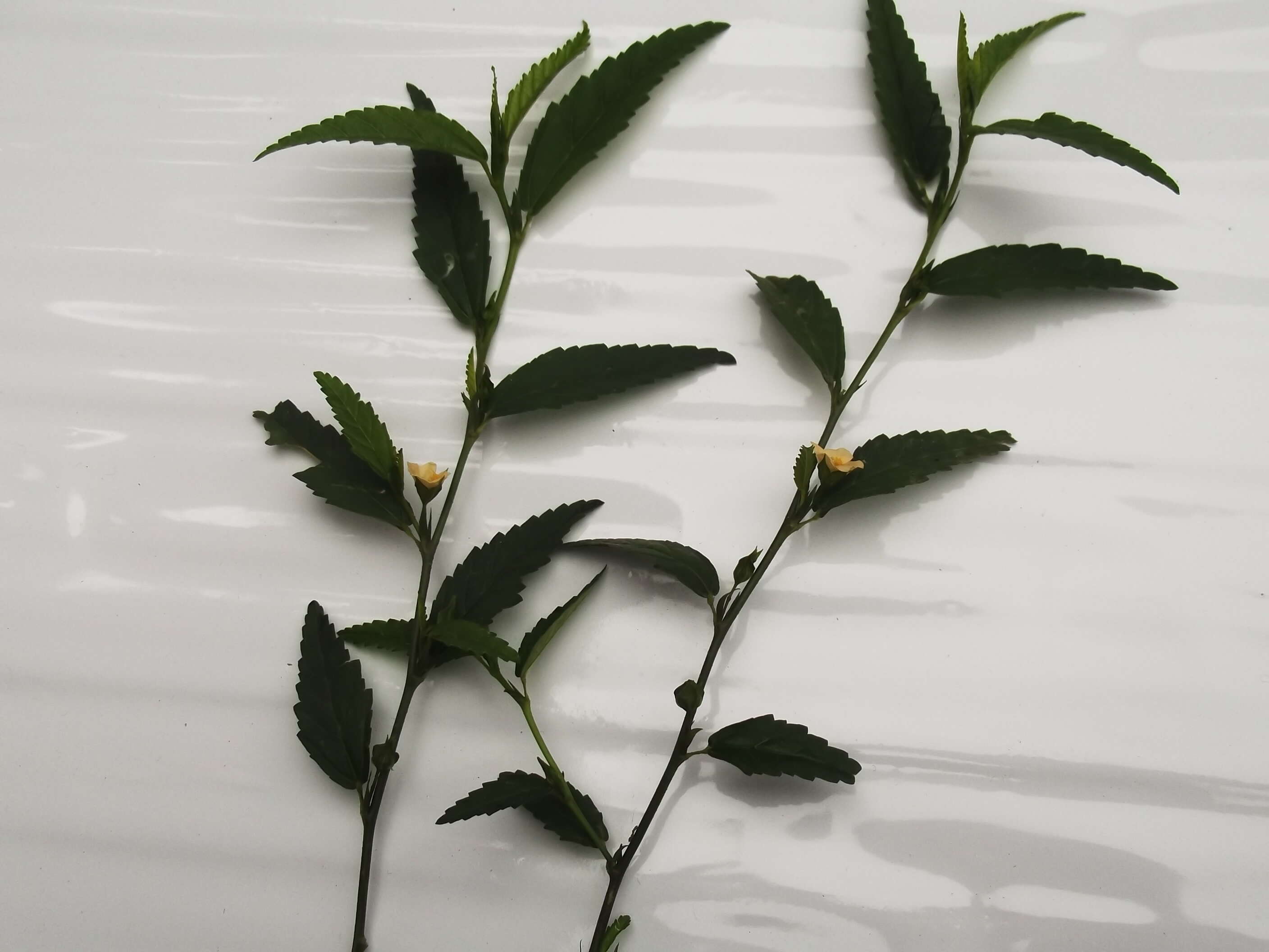 Image of common wireweed