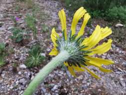 Imagem de Hymenoxys insignis (A. Gray ex S. Wats.) Cockerell