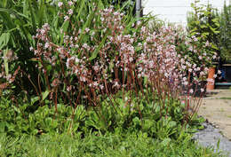 Image of Saxifraga urbium D. A. Webb