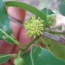 Image of Litsea fawcettiana (F. Müll.) B. P. M. Hyland