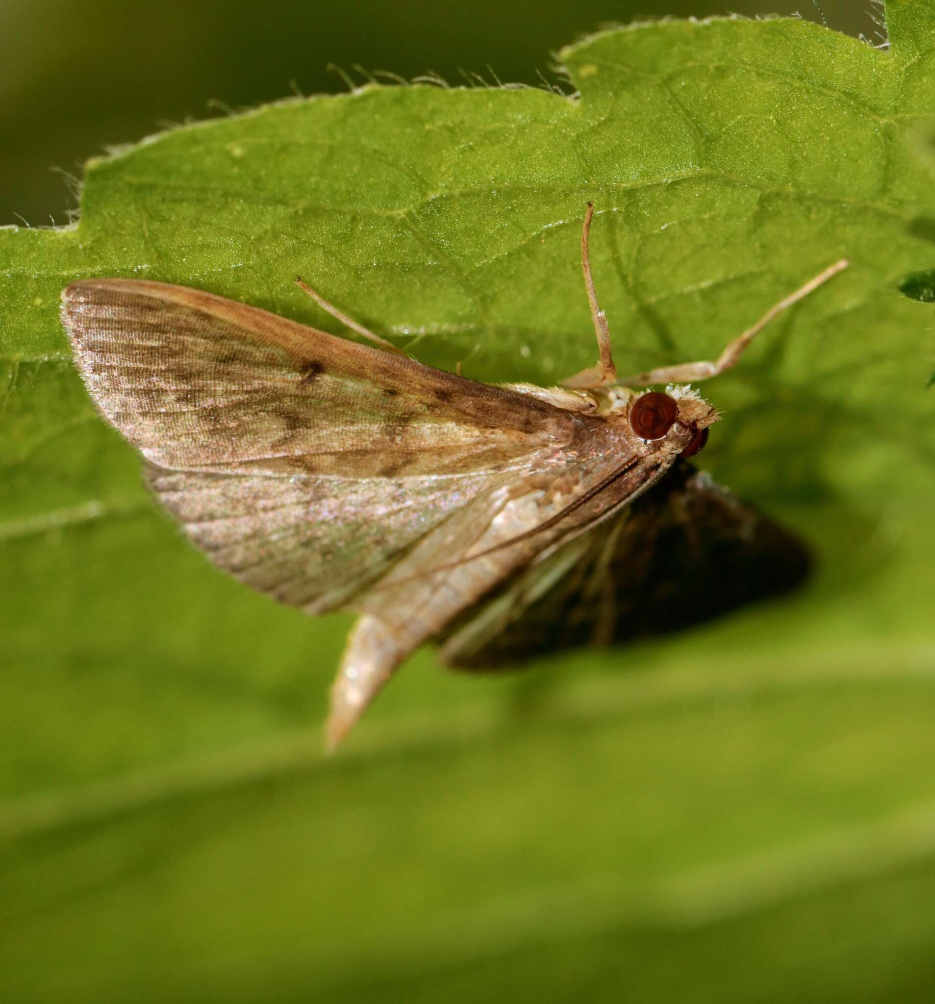 Image of Herpetogramma fuscescens Warren 1892