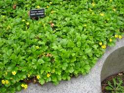 Image of Appalachian barren strawberry