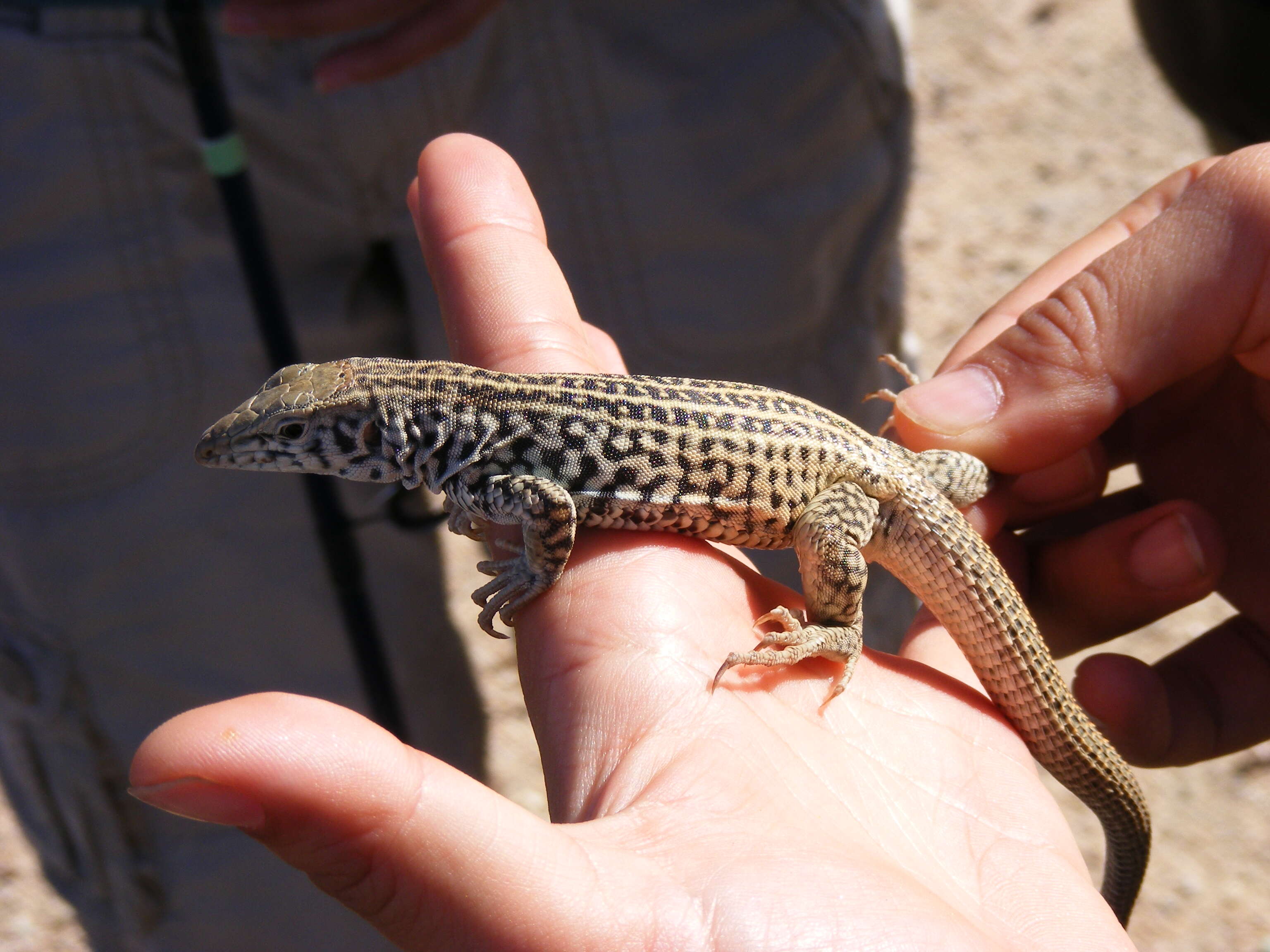 Image of Tiger Whiptail