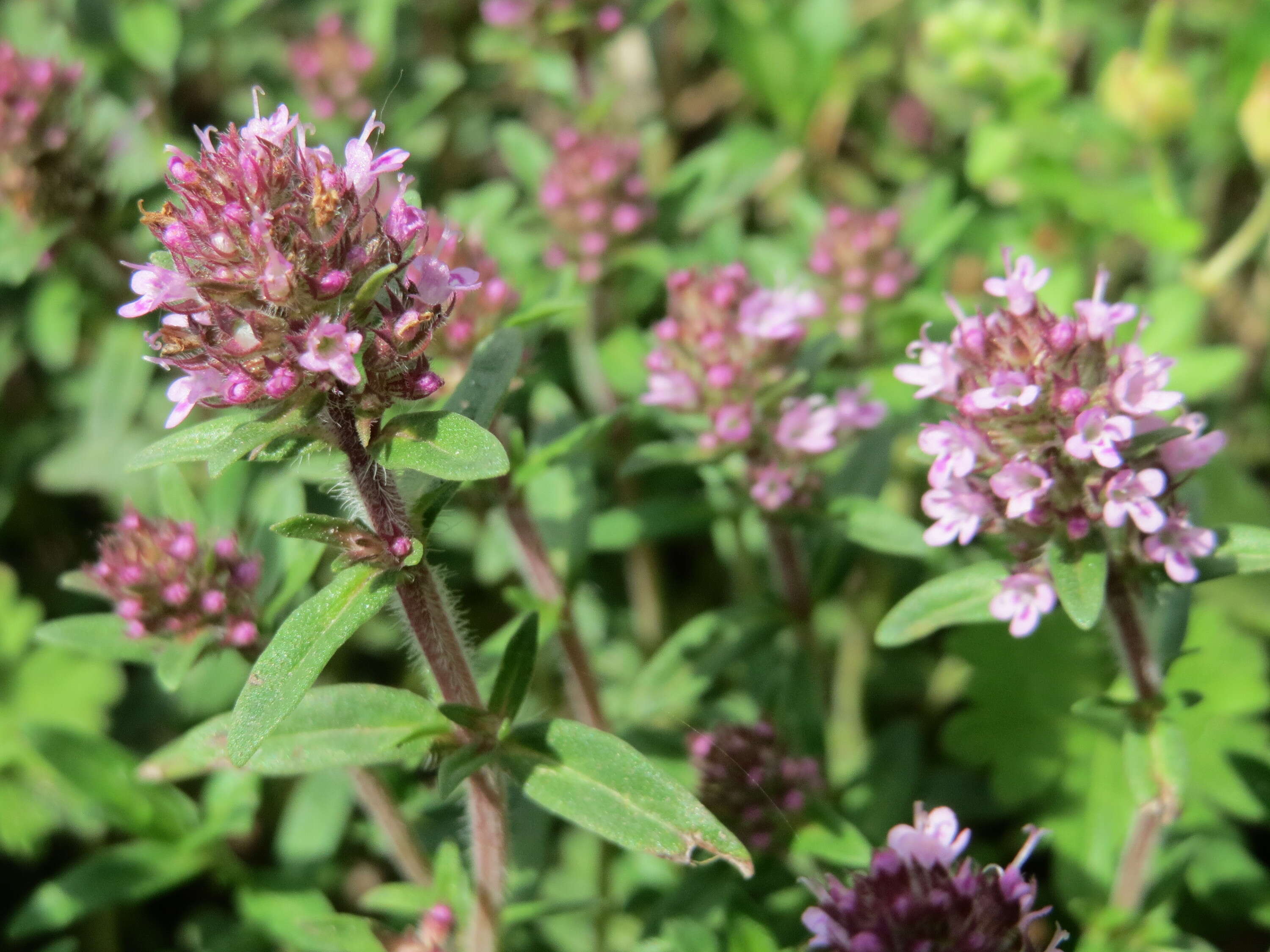 Слика од Thymus serpyllum L.