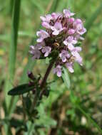 Image of breckland thyme