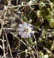 Image of Passiflora ciliata var. santiagana (Killip) Vanderpl.