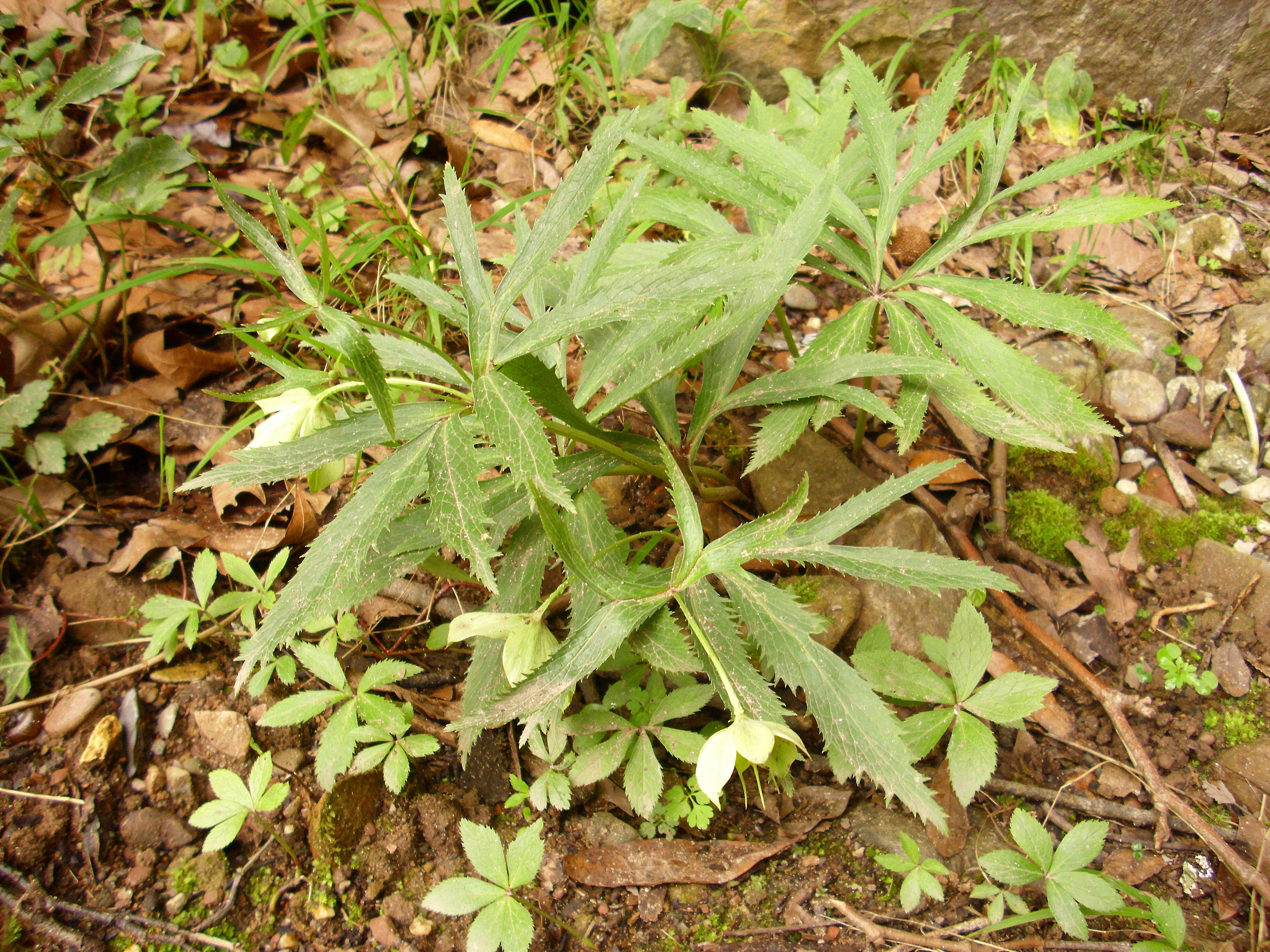 Image of Green Hellebore